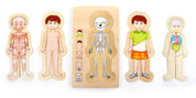 Schichtenpuzzle Anatomie Junge | Puzzles | Holz