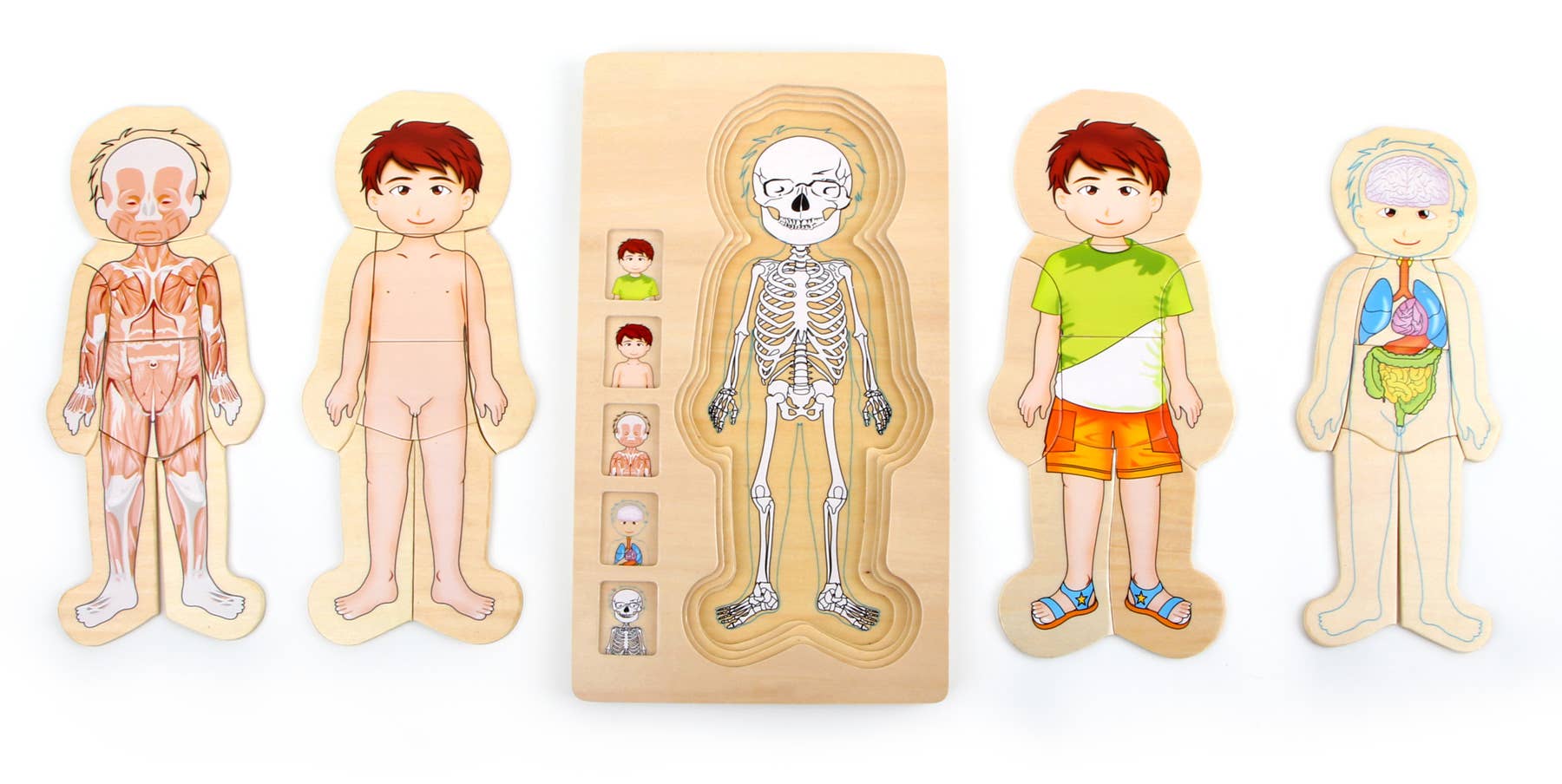 Schichtenpuzzle Anatomie Junge | Puzzles | Holz
