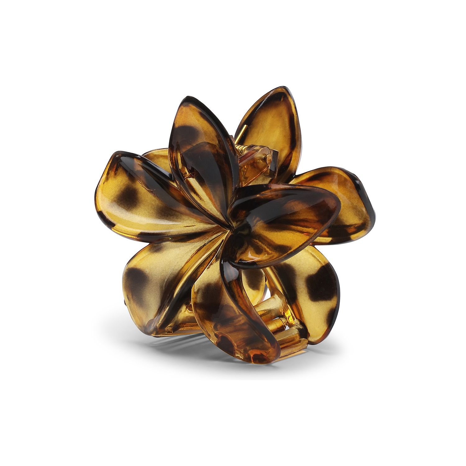 PlumeriaClarityBigGoldenBrown.png