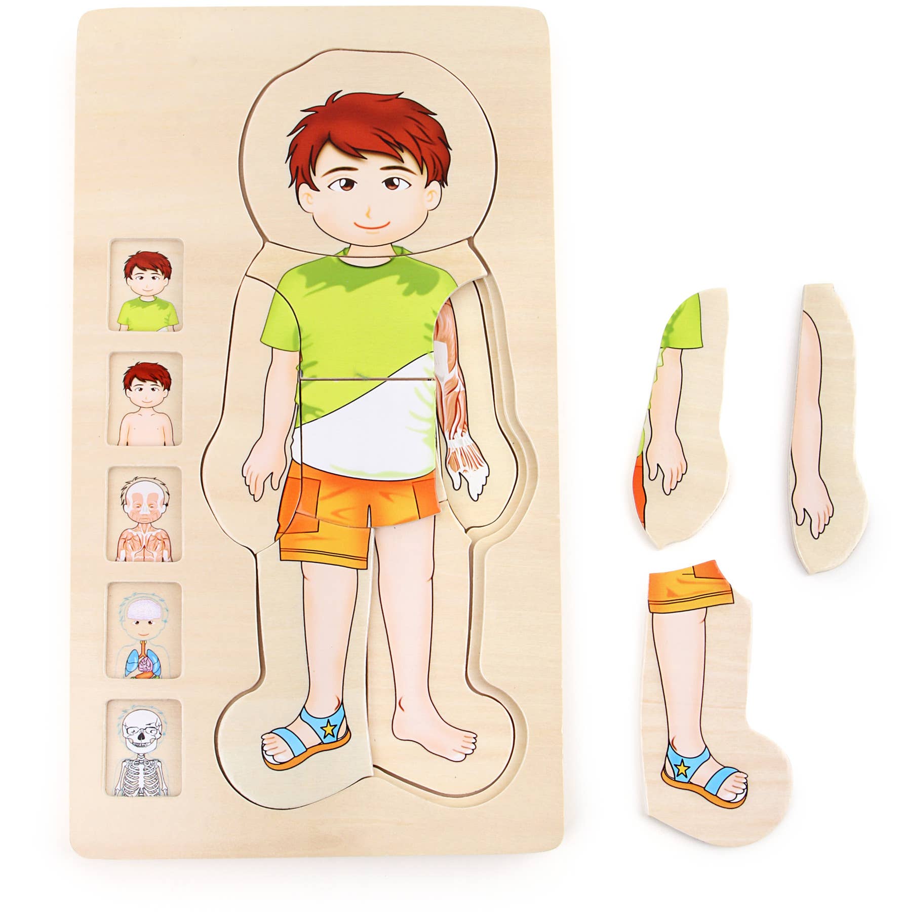 Schichtenpuzzle Anatomie Junge | Puzzles | Holz