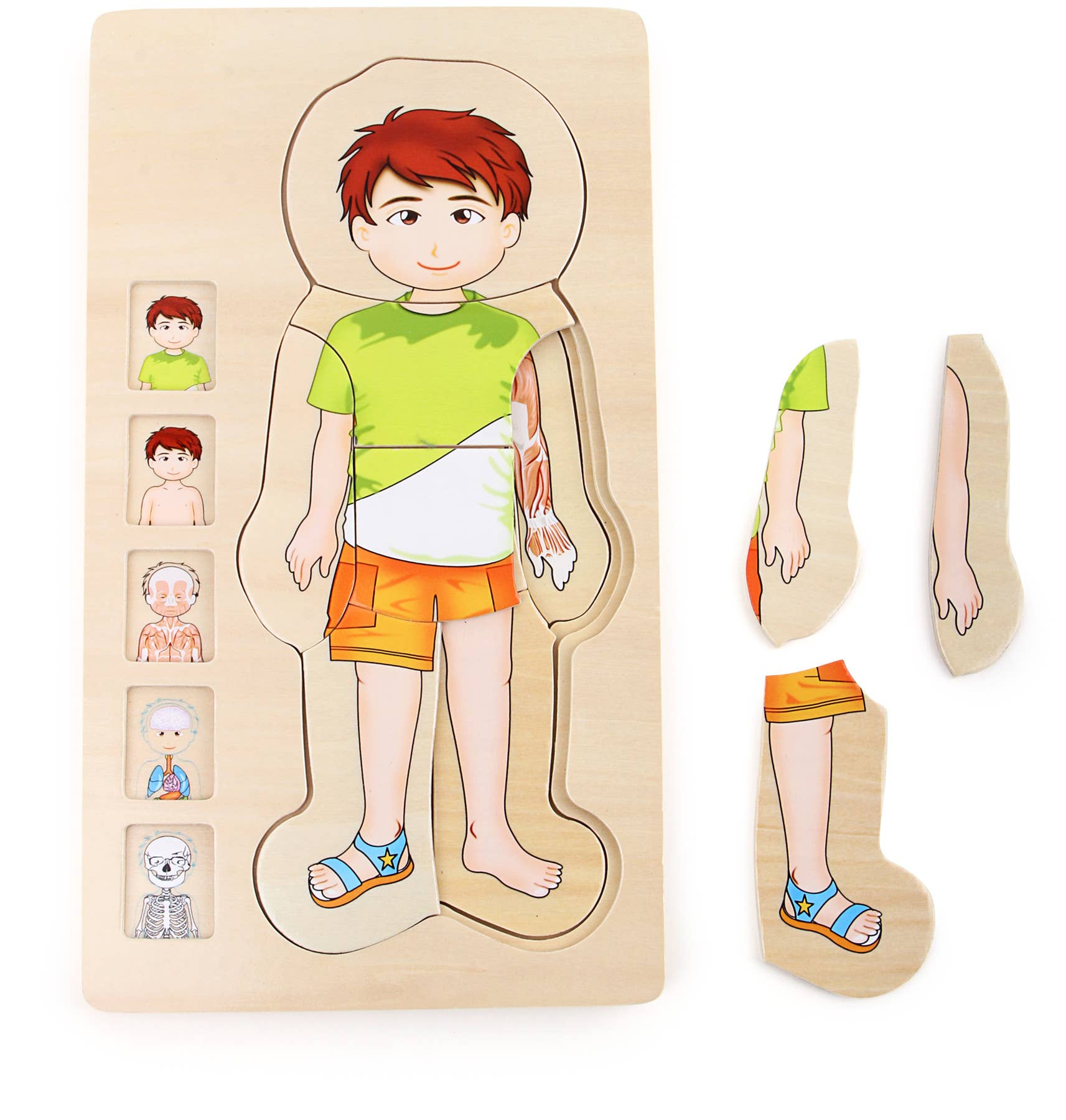 Schichtenpuzzle Anatomie Junge | Puzzles | Holz