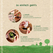 TDJ Stadtgärtner GmbH - Minigarten - Basilkum - BIO